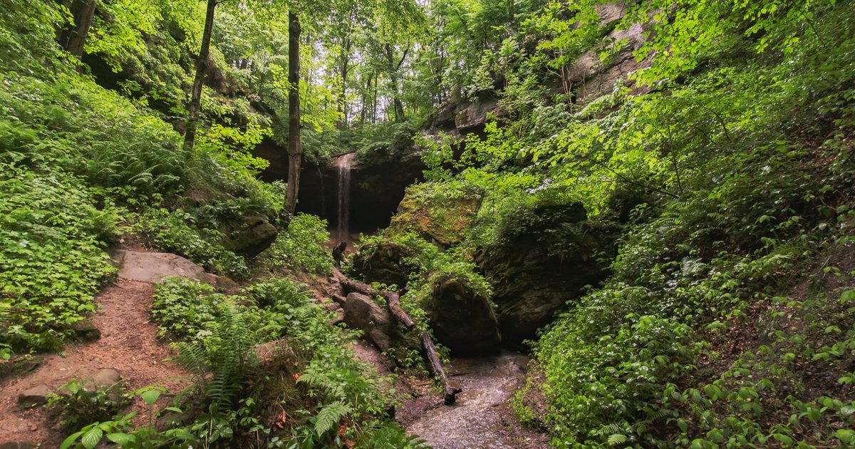 A lush green forest with a small waterfall flowing into a rocky stream, surrounded by dense foliage and tall trees under natural daylight.